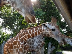 -清迈夜间动物园