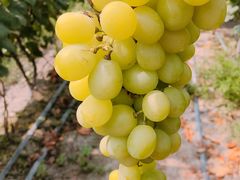 -马陆小张葡萄园农家乐