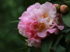 -行人小筑·茶馆(岑村火炉山分店)