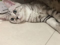 -lincat·猫舍(广州店)