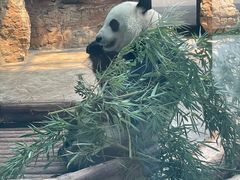 -石家庄市动物园