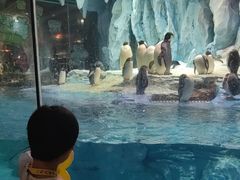 -帝企鹅自助餐厅•儿童岛•真企鹅(长隆企鹅酒店)