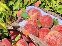 -桃源山庄·水蜜桃采摘·柴火鸡·烧烤团建(龙泉山店)