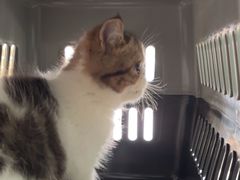 -乐琪宠物医院·犬猫专科·骨外科·急重症