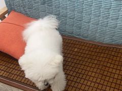 -佳雯宠物医院·皮肤科·内外科(春晓路分院)