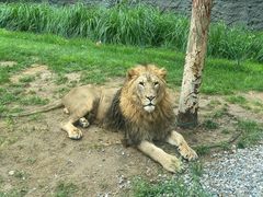 -北京野生动物园