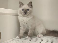 -lincat·猫舍(广州店)