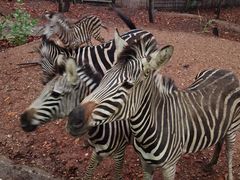 -清迈夜间动物园