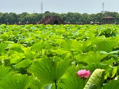 -荷塘月色湿地公园·向阳花洲
