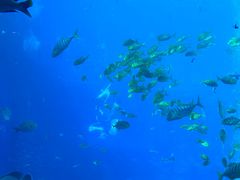 -亚特兰蒂斯•OSSIANO奥西亚诺海底餐厅
