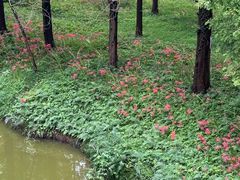 -黄海国家森林公园