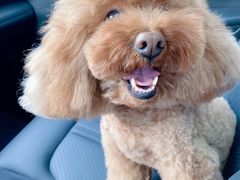 -momokira米努特·德文卷毛猫·棉花面纱犬