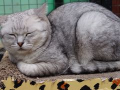 -猫咪博物馆(顶澳仔猫街店)