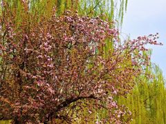 -海棠花溪(元大都城垣遗址公园)