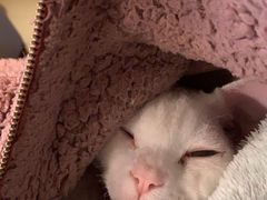 -70cat德文卷毛猫·缅因猫纯种猫舍