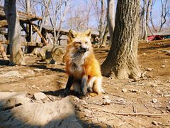 -宫城藏王狐狸村