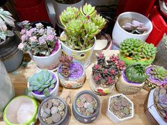 -循礼门鲜花花市(武汉循礼门店)