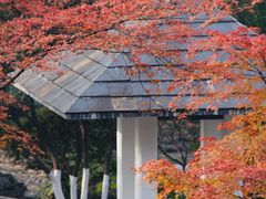 -南京古林公园