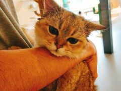 -飞行喵MR PILOT|猫舍·猫咖(静安大融城店)