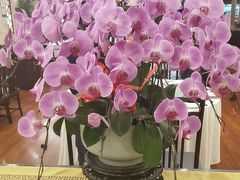 -顺峰·粤菜海鲜·早茶自助(阜成店)