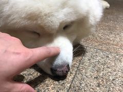 -more than meow吴止猫主题餐厅(承德 中船汇店)