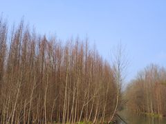 -桤木河湿地公园