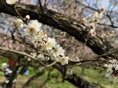 -梅花山(明孝陵内)