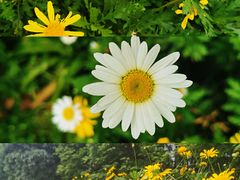 -桤木河湿地公园