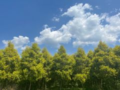 -紫颐香薰山谷景区