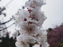 -无锡梅园公园