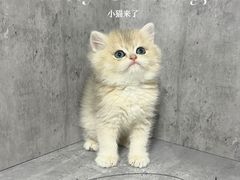 -小猫来了·猫舍(红山六九七九店)