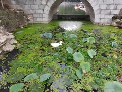 -莲湖公园