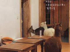 -猫色咖啡·猫咖
