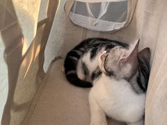 -伟伟宠物医院·瑞派猫友好医院·猫科(光谷店)