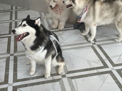-星多哈·狗咖·拼豆·咖啡