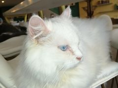 -飞行喵MR PILOT|猫舍·猫咖(静安大融城店)