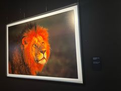 -罗红摄影艺术馆