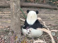 -都江堰中华大熊猫苑
