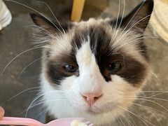 -喵屿·大理花园猫咖