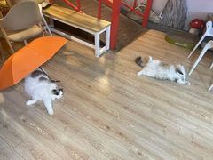 -白兔子密室(长寿路店)