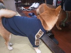 -逗柴咖啡屋·狗咖猫咖宠物桌游