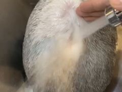 -PETKIT小佩宠物·低压洗护(国顺东路店)