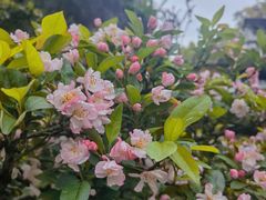 -南山植物园
