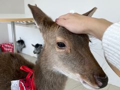 -怪兽屋·羊驼·猫咖·狗咖(俊华广场店)