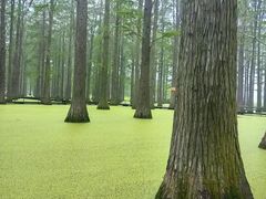 -渌洋湖湿地公园