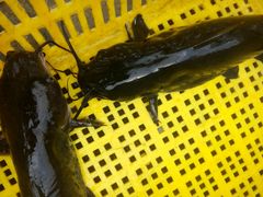 草尾(谷鱼)-林上生态鱼园