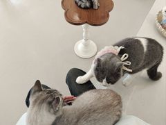 -共舞时光猫咖·狗咖(新街口店)