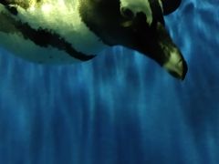 -石家庄极地海洋世界