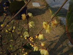 -秀丽东方