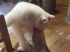 -猫猫幼稚园·撸猫·桌游·电玩